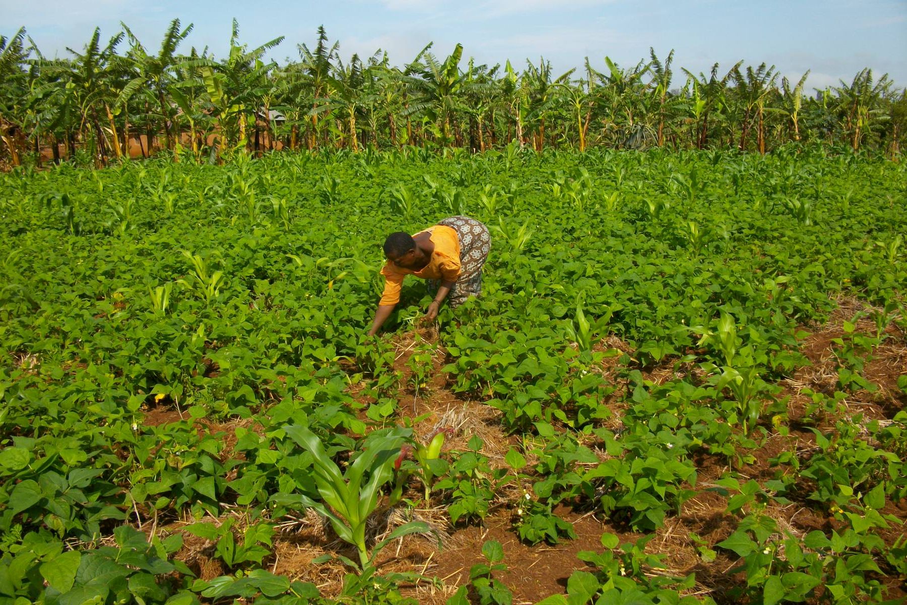 Landwirtschaft in Afrika