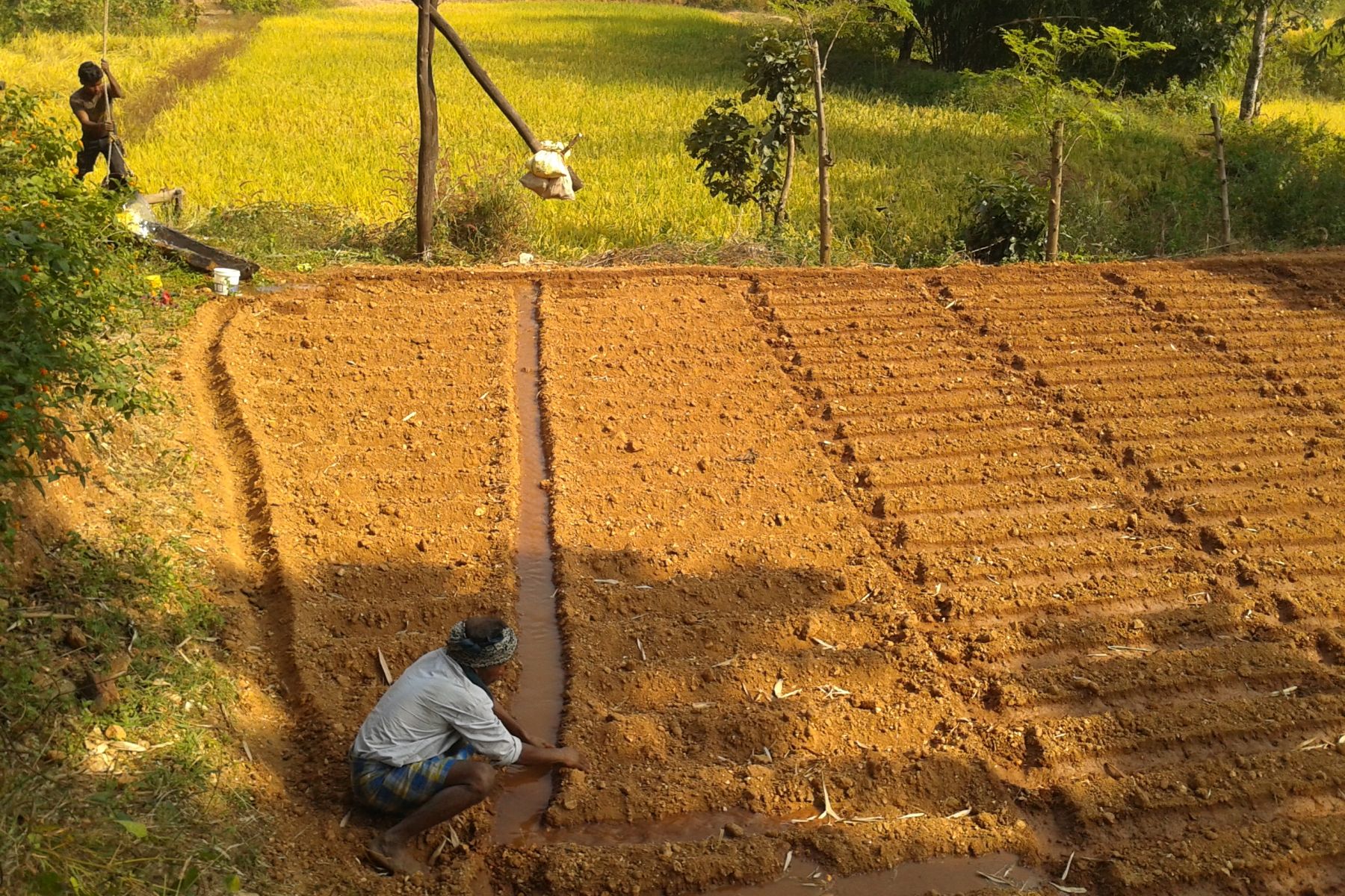 Kleinbäuerliche Landwirtschaft in Indien